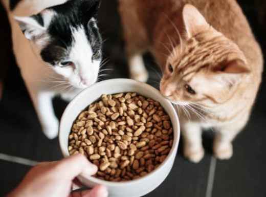 Picture for category Adult Stage Diets